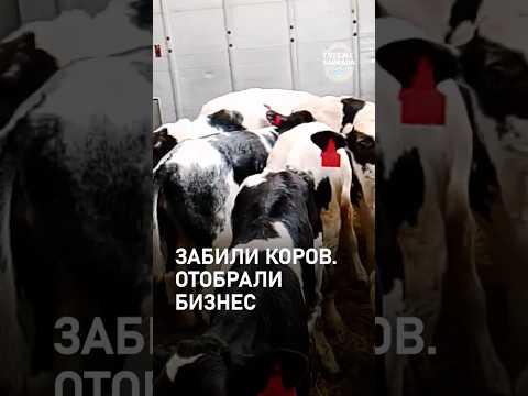 После забоя скота отбирают бизнес