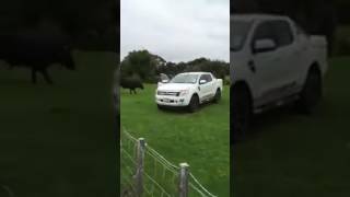 81 year old man vs Rex the Bull | Only in NZ....