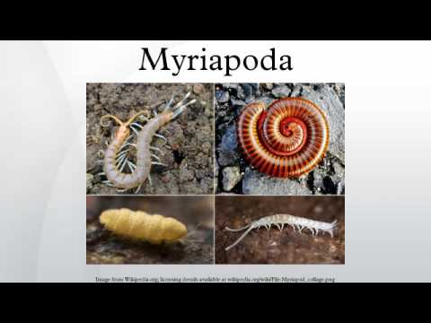 download lagu mp3 mp4 Myriapoda, download lagu Myriapoda gratis, unduh video klip Myriapoda
