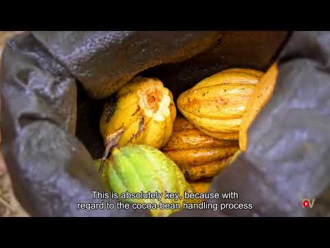 What makes a good cocoa with our Peru Cocoa Partner