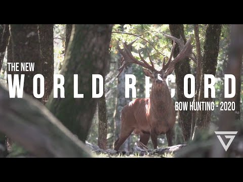 THE NEW WORLD RECORD - European Red Stag ( bow hunting in France 2020 )