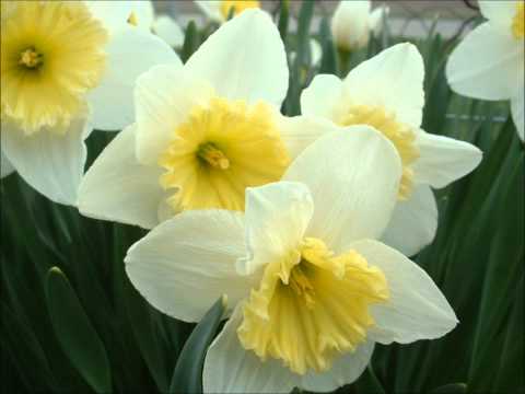 daffodil song