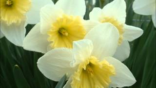daffodil song
