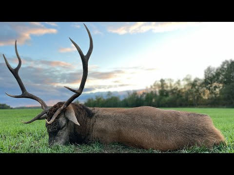 Erlegung eines alten Achters