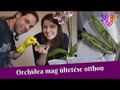 , title : 'Orchidea mag ültetése otthon | Megkíséreljük a "lehetetlent" (1. próbálkozás)'