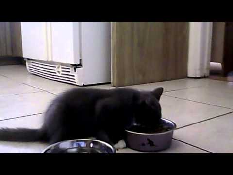 simmy the cutest cat ever