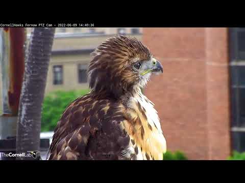 Fledgling Red-tailed Hawk Returns Home, Perches On Nest Railing – June 9, 2022