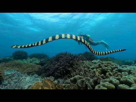 宜野湾の美ら海を体験しよう！