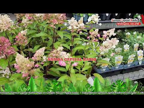 Sāmoa Capital Radio, 27 NOV 2025