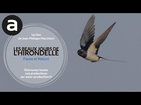 Faune et nature : les beaux jours de l'hirondelle de Jean-Philippe Macchioni (1997)