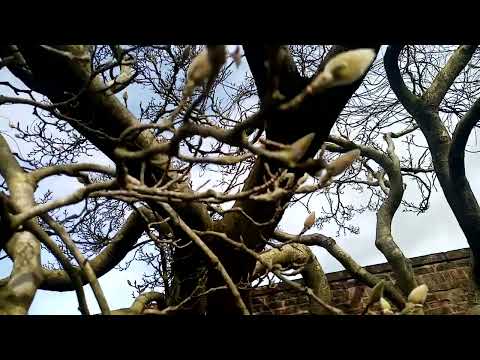 100 year old Magnolia Tree with many buds that will bloom into beautiful flowers, Lanc UK nature