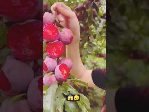 Wonderful fruit that bring relaxation🍒🍓🍊🍋 @ShajiThoughts  #shorts #nature​ #fruit​ #farming​ ​