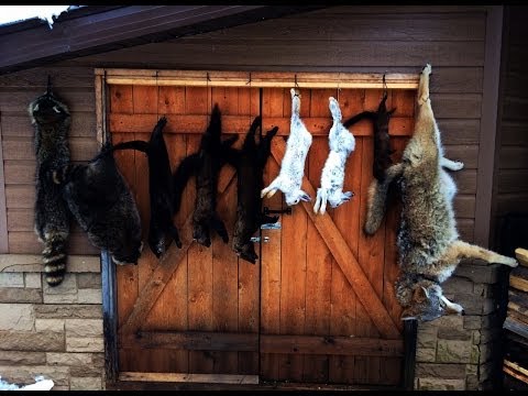 Martin le trappeur - Tisonagan- épisode 6 - La préparation des fourrures