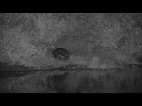 Djuma: Hippo sub-adult resting out of water across the dam - 21:07 - 05/25/2023