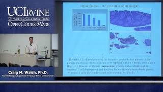 Biological Sciences M121. Immunology with Hematology. Lecture 13. Development of T lymphocytes.