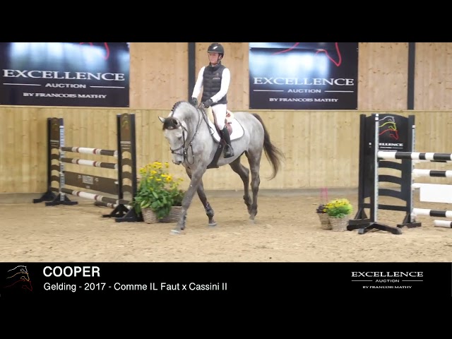 COOPER - Model & dressage