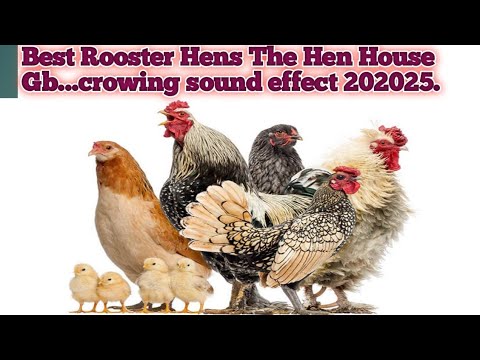 Rooster Crowing Compilation Plus - Rooster crowing sounds.#bestchickenbreed
