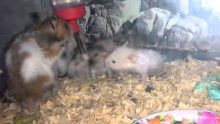 preview picture of video 'My 8 baby hamsters scary their father'