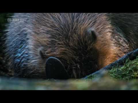 Die Rückkehr der Biber ORF Unser Österreich: Wiener Wildnis.