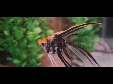 Oscar Lee - Para Recordar que Estoy Vivo (video oficial)