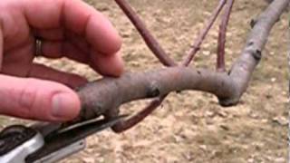 Tree Pruning Basics