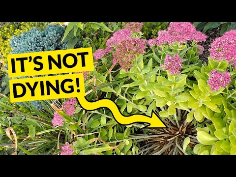 How to divide and take cuttings from Sedum - Autumn Joy, Autumn Charm, Dazzleberry and Angelina