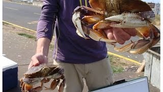 preview picture of video 'Dungeness Crabbing in Yaquina Bay'