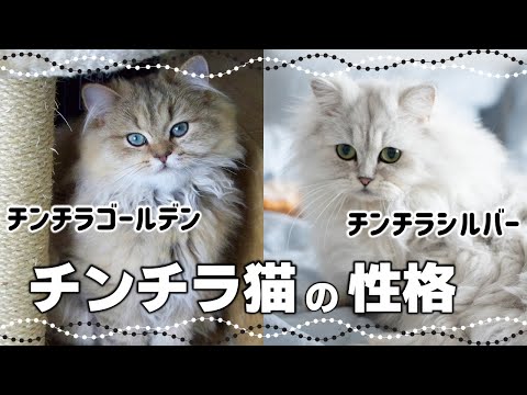 長毛猫 - 定義