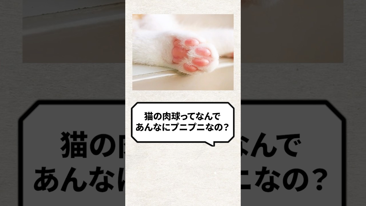 Q：猫の肉球ってなんでぷにぷになの？ #猫 #猫動画 #猫のいる暮らし