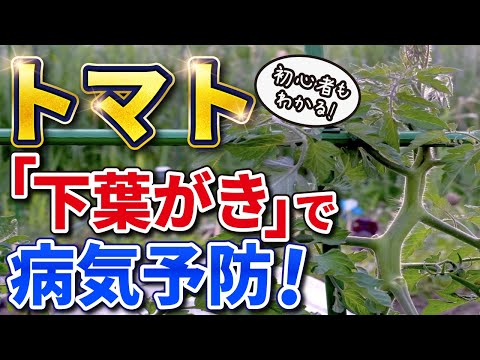 トマトの一般的な病気: それらを予防、認識、治療するにはどうすればよいですか?  庭園