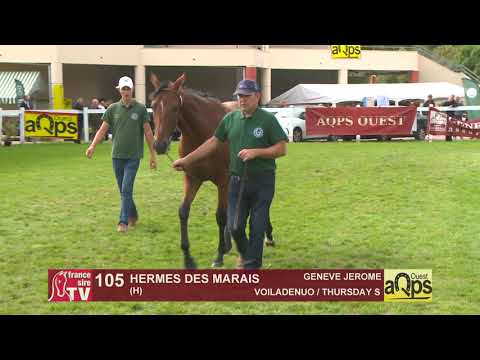 Show Aqps Ouest 2019 : Lot 105 - HERMES DES MARAIS