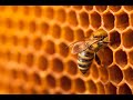 Bijenpopulaties in Emmapark voor biodiversiteit