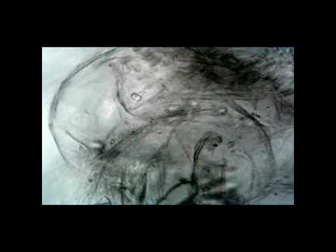 Geography of Potato Planet