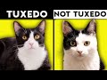 Tuxedo Cat 101 Everything You Need To Know About Tuxedo Cats