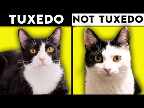 Tuxedo Cat 101 - Everything You Need To Know About Tuxedo Cats