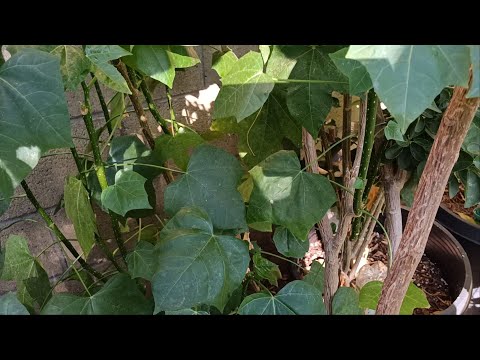 , title : 'My Backyard Garden: Chaya Tree Spinach: Edible cooked leaves & Stalk Tips'