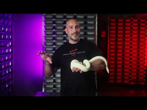 Snake Escape! How to find a snake that escaped!