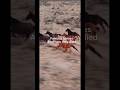 Famous Horses And How They Die Horse Equestrian Ilovemyhorse Equestriansports Death Goodbye