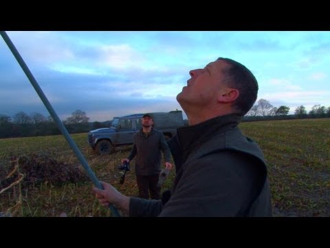 Pigeon decoying with lofting poles Pigeon decoying with lofting poles
