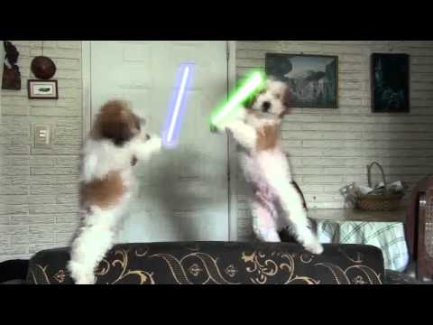 Jedi dogs