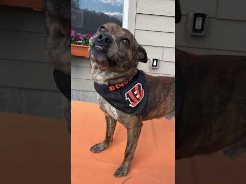 Tiger, an adoptable Mixed Breed in Maysville, KY_image-1