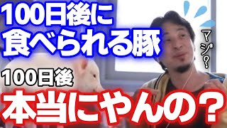 - 【ひろゆき】100日後に食われる豚の管理者が、99日目にひろゆきにスパチャを送ってくる【切り抜き】【1.2倍速】