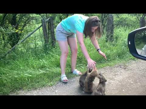 Intregalde | Necrilesti | Cheile Intregalde | Cheile Galzii | Cheile Turcului