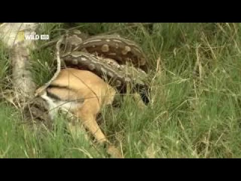 Leopard Documentary - Leopard Documentary National Geographic
