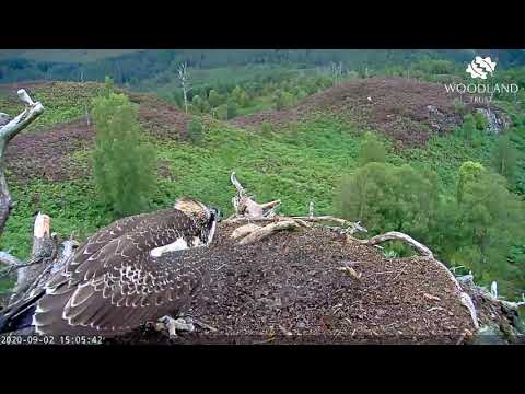 Louis the osprey feeds the female chick - Osprey Cam (2020)