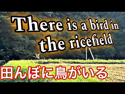 なぜ鳥たちは餌箱に来ないのですか？羽鳥を引き寄せるための適切な解決策  庭園