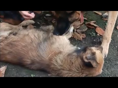 Rest in peace Shadow 2 our dog for almost 5 years