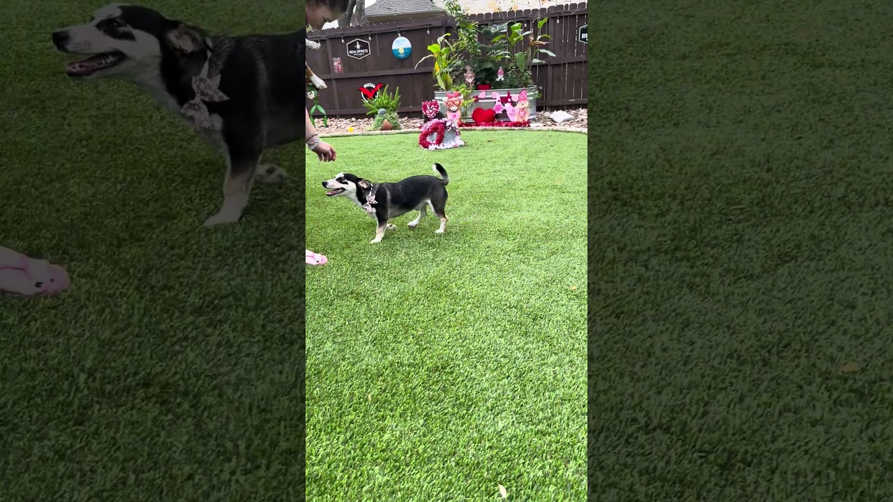 Enlarge Buddy, a ADOPTABLE mixed breed in Southport, CT video 3/6