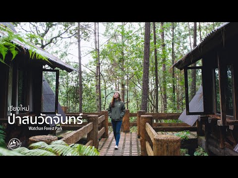 ป่าสนบ้านวัดจันทร์