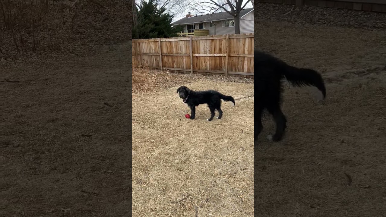 Enlarge Willow, a ADOPTABLE mixed breed in Fort Collins, CO video 4/4